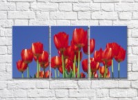 Картина Rainbow Red tulips against blue sky background (500355)
