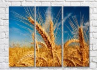 Картина Rainbow Ripe ears of wheat against blue sky background (500322)