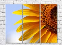 Картина Rainbow Sunflower petals and pith (500428)