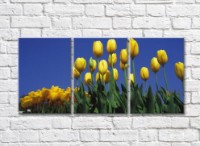 Картина Rainbow Yellow tulip flowers against the sky (500819)