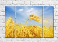 Картина Rainbow Yellow wheat field against blue sky background (500275)