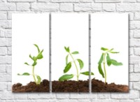 Картина Rainbow Young sprouts in peat on a white background (500451)