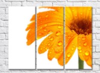 Pictură Gallerix Orange gerbera flower with dew drops (500788)