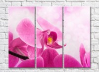 Pictură Gallerix Pink orchid flower close up (500609)