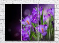 Картина Gallerix Purple crocuses on a black background (500754)