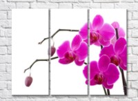 Картина Gallerix Purple orchid flowers on branches with buds (500759)