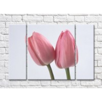 Pictură Magic Color Two pink tulips on a gray background (500255)