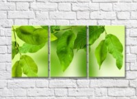 Картина Magic Color Walnut branches on a light Green background (500220)