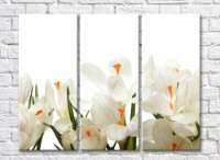 Pictură Magic Color White crocuses with Orange stamens on a White background (500068)