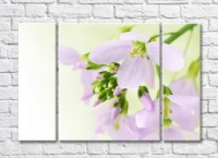 Pictură Magic Color White freesia flowers and buds (500074)