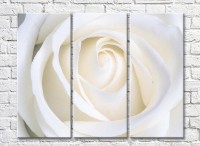 Pictură Magic Color White rose bud (3448892)