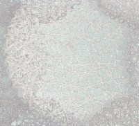 Обои EuroDecor 9067-04 Samui