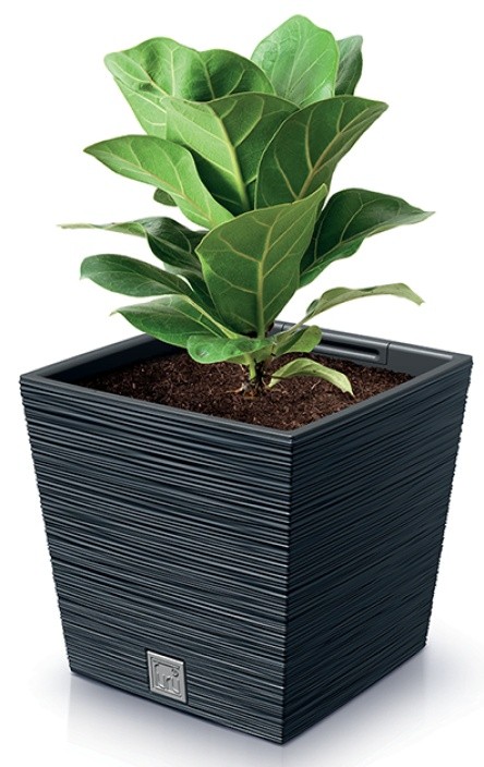 Ghiveci Prosperplast Furu Square Low DFS300-S433