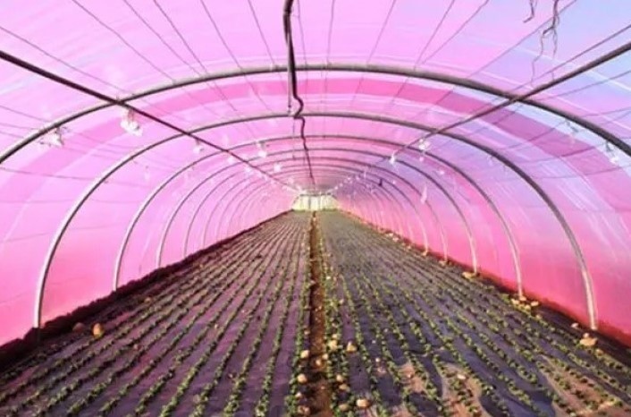 Тепличная плёнка Vatan UV+AB+LD+EVA 120mcr H-12m L-30m Pink