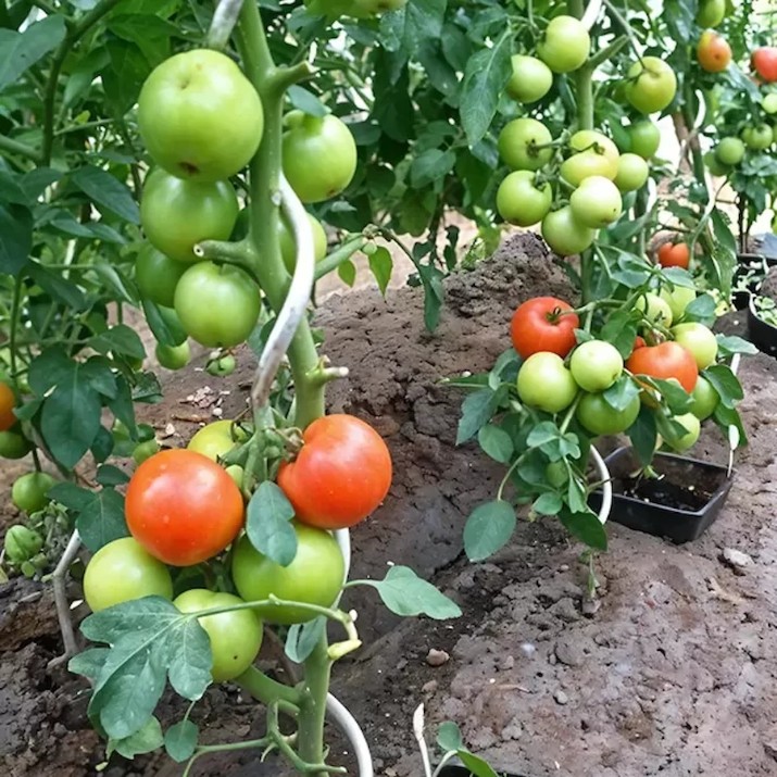 Suport plante Profmet 385180