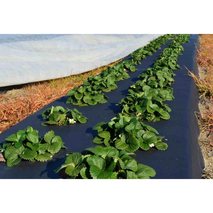 Agrofibre Greentech 60gr (1.6x100) Black