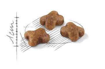 Сухой корм для кошек Royal Canin Kitten 10kg