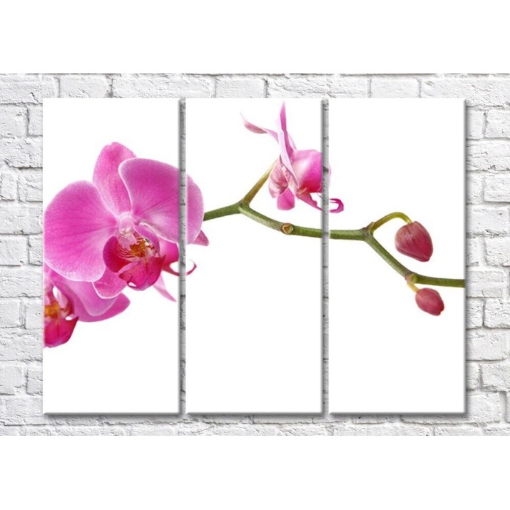 Pictură Magic Color Branch of Pink orchid with flowers and buds (500197)
