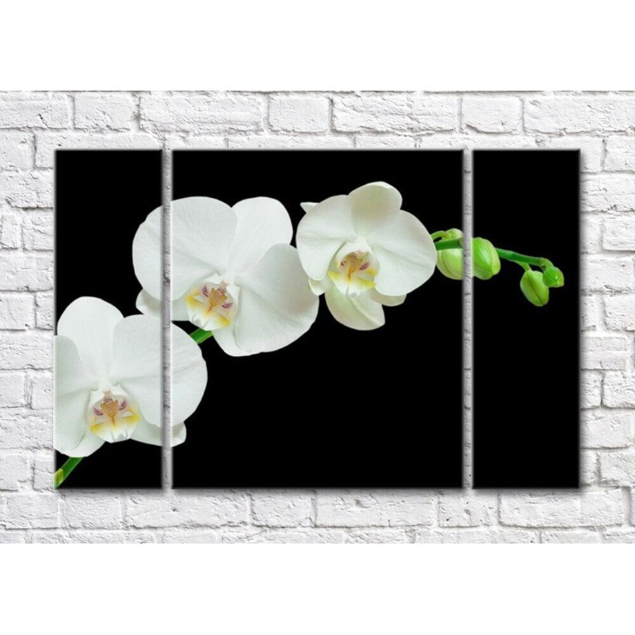 Pictură Magic Color Branch of White orchid on Black background (500177)