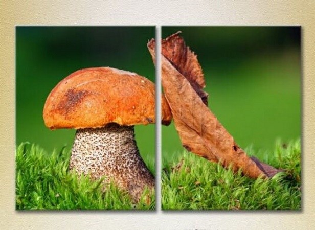Pictură Magic Color Diptych Mushroom and leaf (2613761)