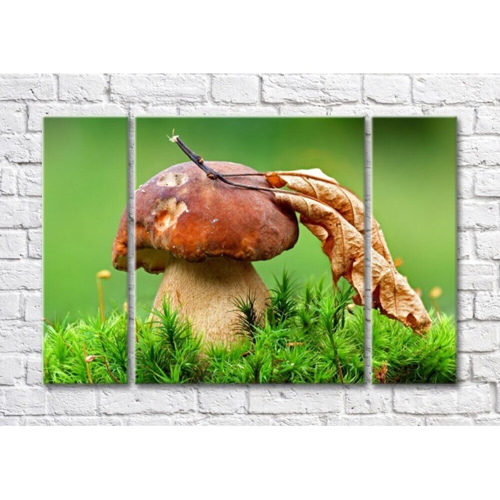 Картина Magic Color Mushroom and withered leaf on green plant background (500250)