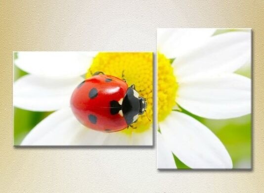 Картина ArtPoster Ladybug on chamomile (2603013)