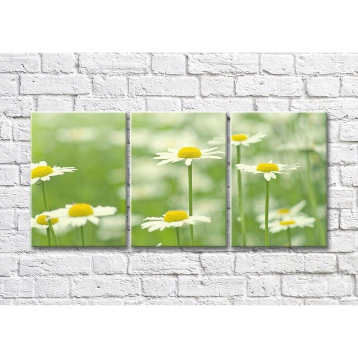 Pictură Magic Color Tall chamomile flowers on a green background (500243)
