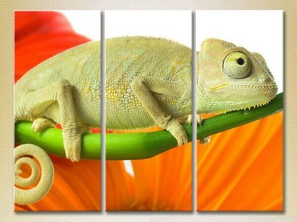 Pictură Magic Color Triptych Chameleon 02 (2699024)