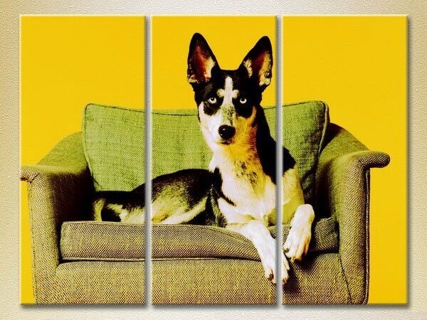 Pictură Magic Color Triptych Dog on an armchair 02 (2699020)