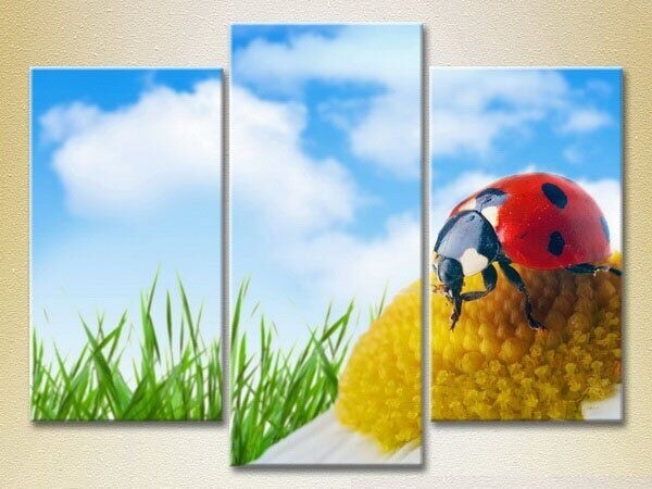 Pictură Magic Color Triptych Ladybug on a camomile 2 (2698965)