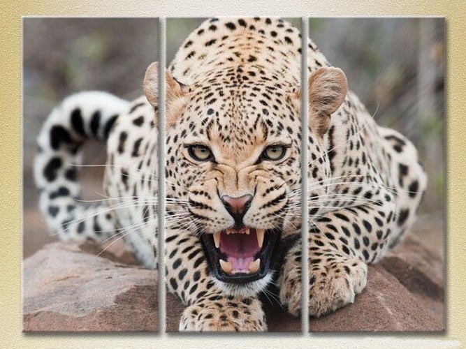 Картина Magic Color Triptych Leopard (2698994)
