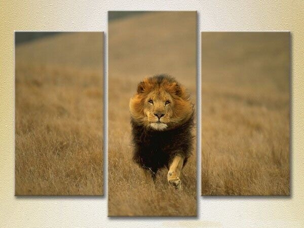 Картина Magic Color Triptych Lion Hunt 01 (2698980)