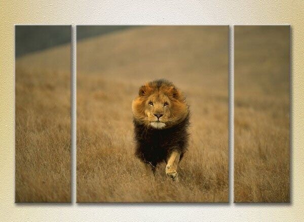 Картина Magic Color Triptych Lion hunts (2698987)