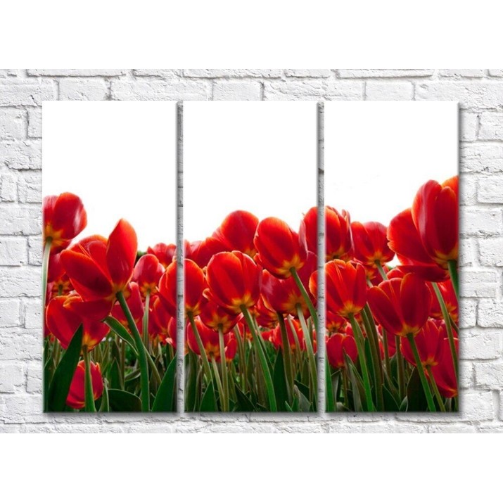 Pictură Rainbow Bottom view of red tulip field (500338)