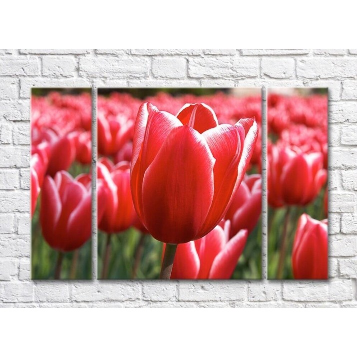 Картина Rainbow Close up of a tulip flower on a red background of a flower field (500421)