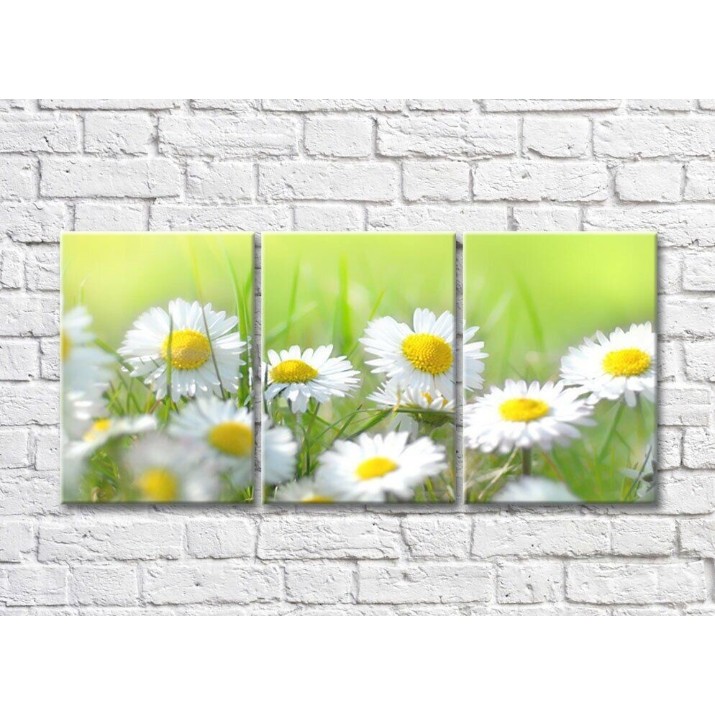 Картина Rainbow Daisy flowers on a Green grass background (500827)