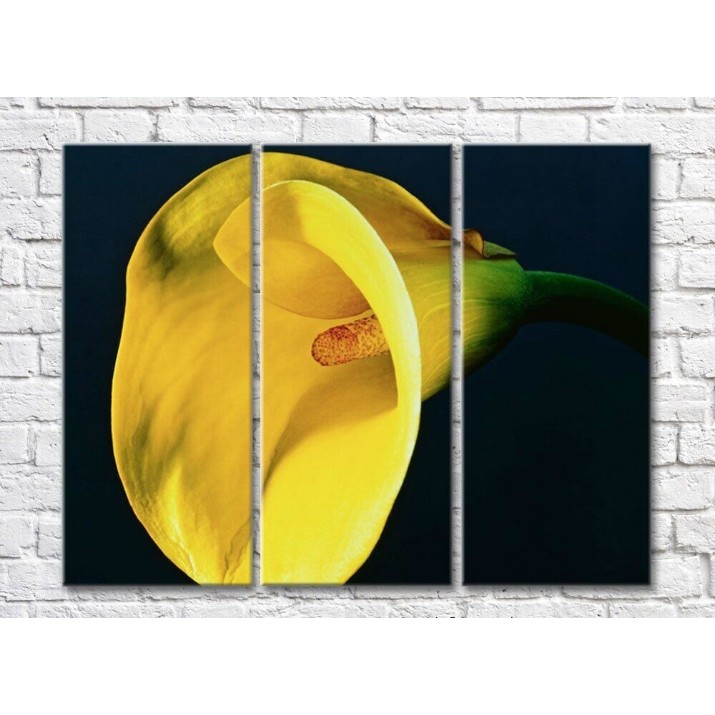 Pictură Rainbow Huge yellow calla lily flower on a black background (500479)