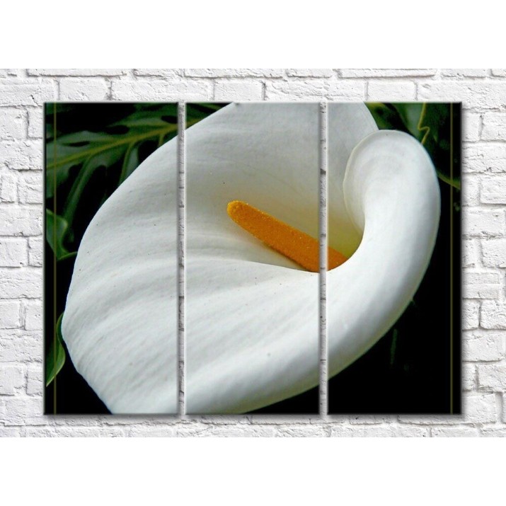 Pictură Rainbow Large Bella Calla Flower (500405)