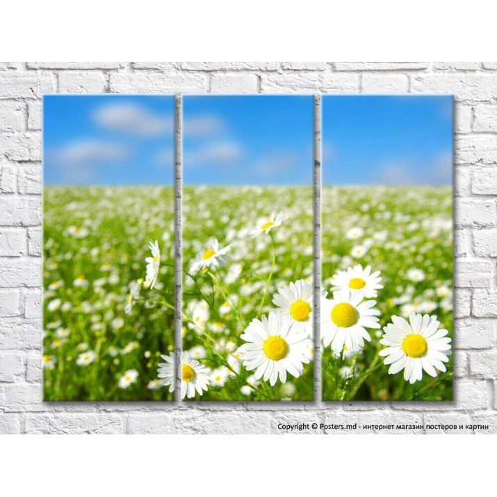 Pictură Rainbow Large chamomile flowers against a flower field (500397)