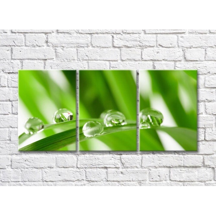 Pictură Rainbow Large drops of dew on a background of green plant leaves (500372)