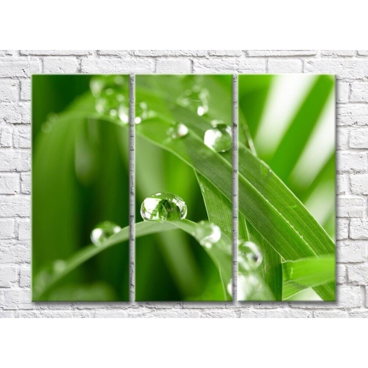 Картина Rainbow Large drops of dew on green grass (500371)