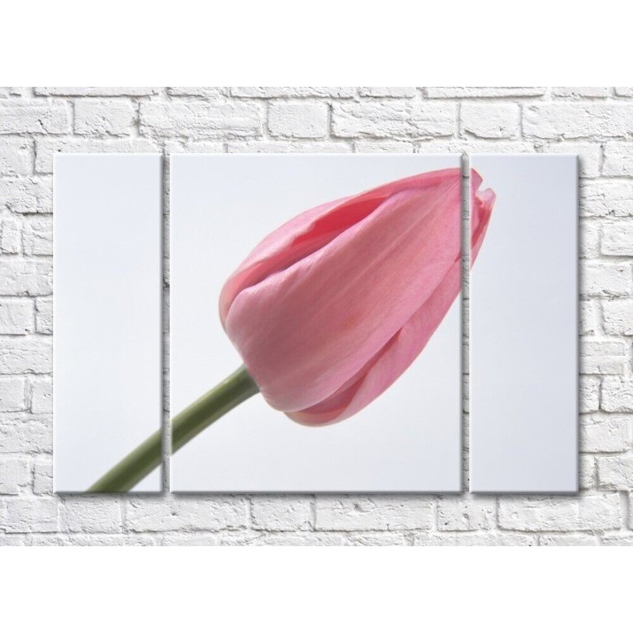 Pictură Rainbow Large flower of a pink tulip (500418)