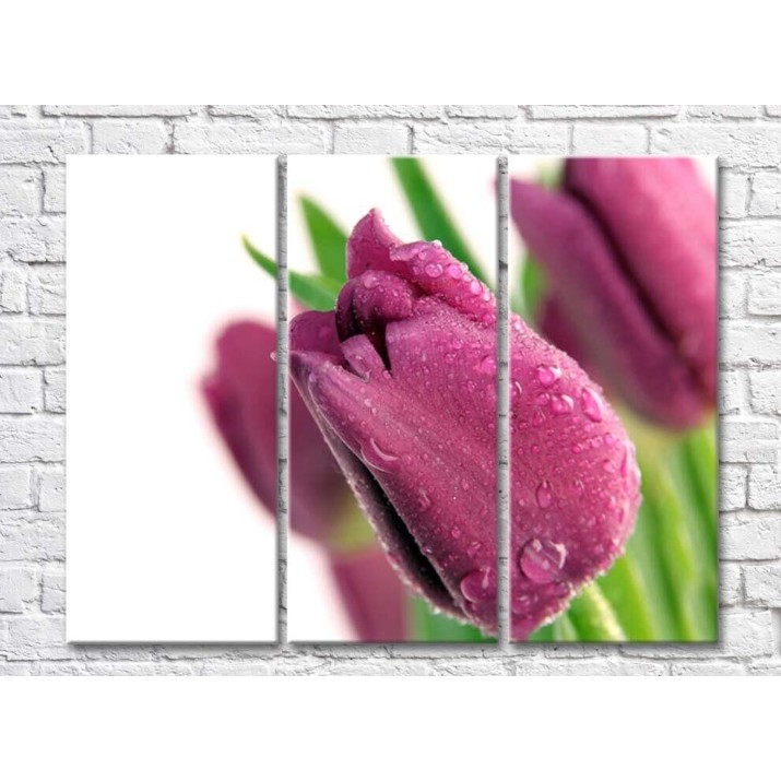 Картина Rainbow Large purple tulip flower with dewdrops (500422)