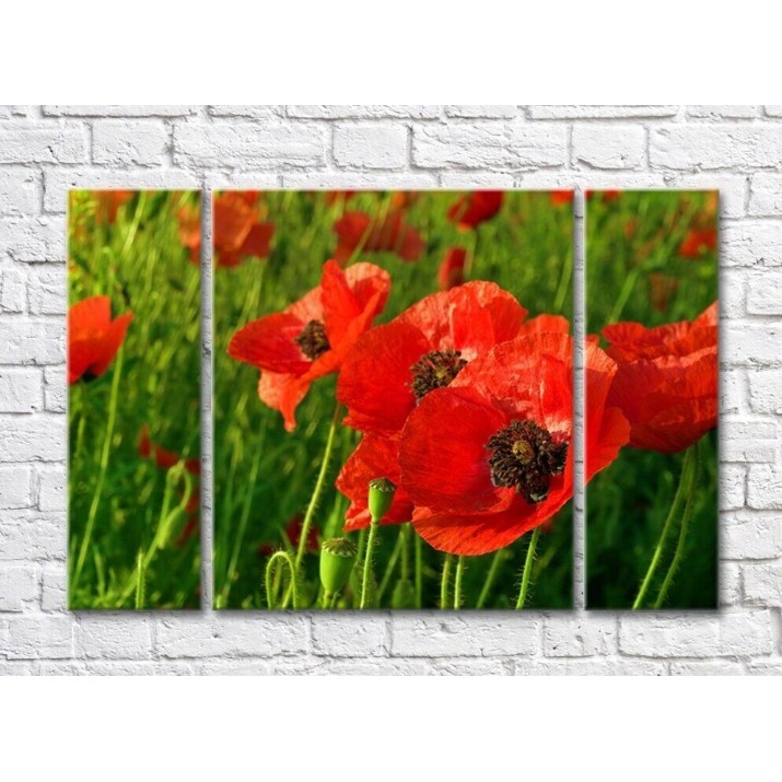 Картина Rainbow Large red flowers against the background of a poppy field (500376)
