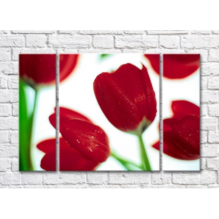 Картина Rainbow Large red tulip flowers on a white background (500374)