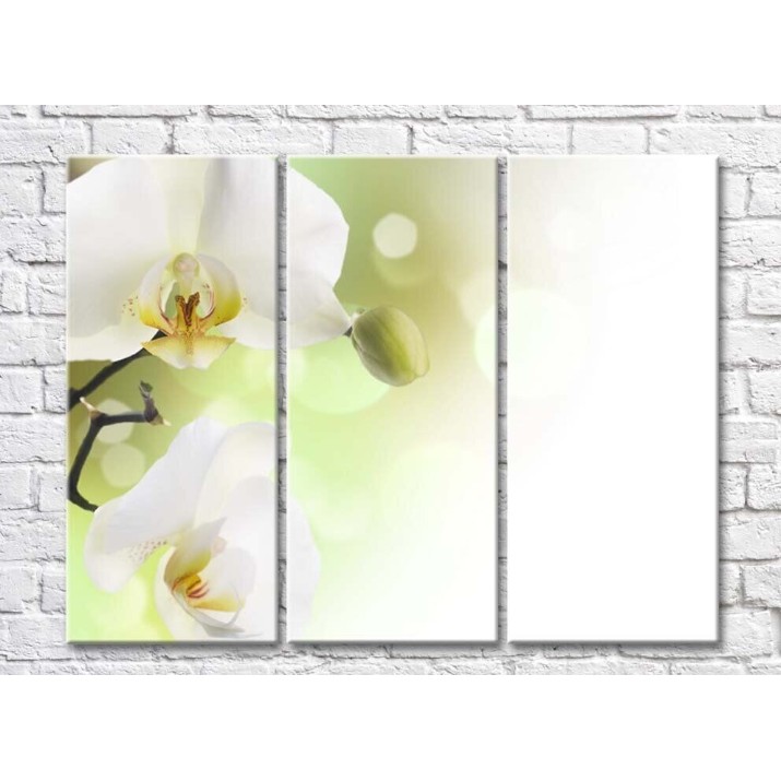 Pictură Rainbow Large white orchid flowers and bud (500382)