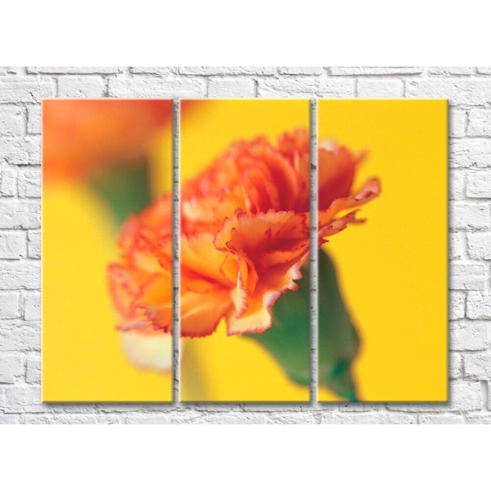 Картина Rainbow Orange carnation on yellow background (500482)