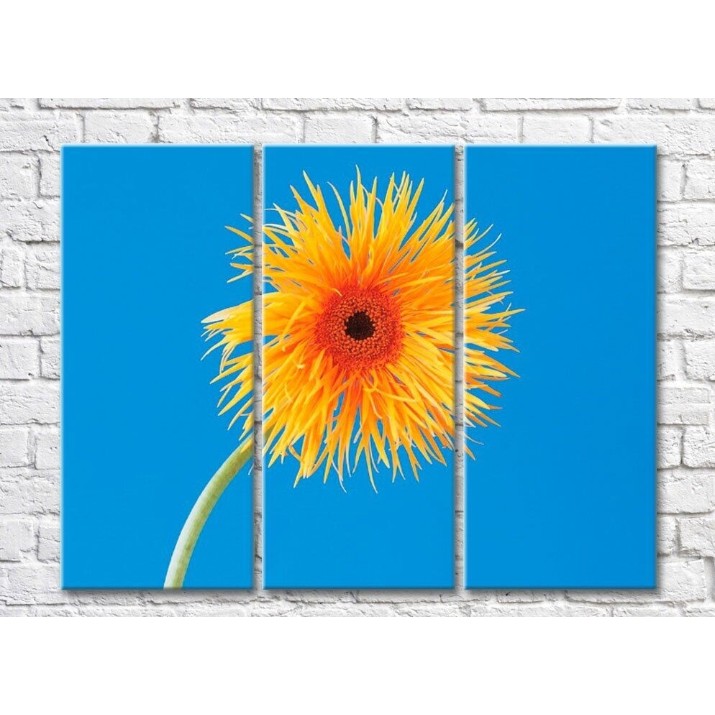 Картина Rainbow Orange flower on a blue background (500501)