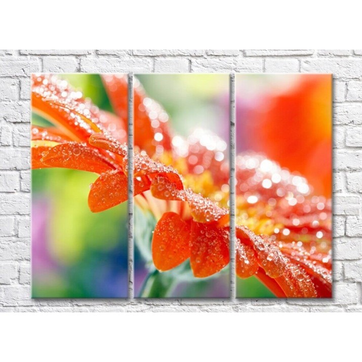 Картина Rainbow Orange Gerbera Petals with Dew Drops (500489)