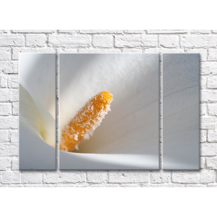 Pictură Rainbow Orange heart of white calla flower (500485)